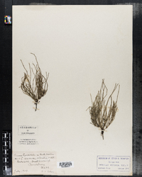 Equisetum arvense var. alpestre image
