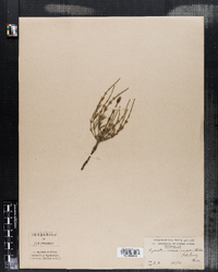 Equisetum arvense var. campestre image