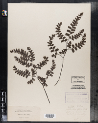 Adiantum capillus-veneris image