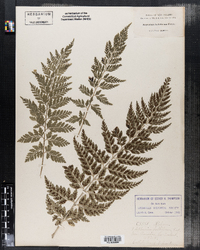 Asplenium bulbiferum image