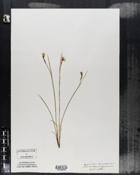 Sisyrinchium bermudiana image