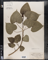 Populus deltoides image