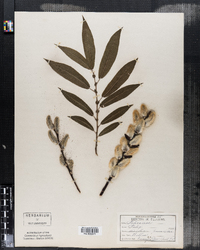 Salix discolor var. prinoides image