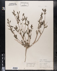 Mentzelia albicaulis var. gracilis image