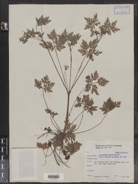 Geranium robertianum image