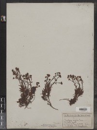 Saxifraga aizoides image