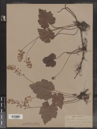 Tiarella cordifolia image