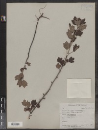 Image of Ribes oxycanthoides