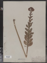 Hylotelephium telephium ssp. telephium image