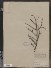 Arceuthobium pusillum image