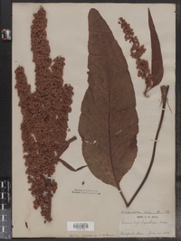 Rumex orbiculatus image