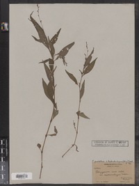 Polygonum punctatum var. leptostachyum image