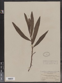 Polygonum ramosissimum var. ramosissimum image