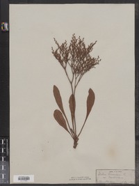 Limonium carolinianum image