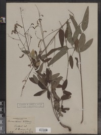 Desmodium perplexum image