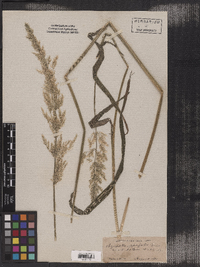 Image of Agrostis exarata