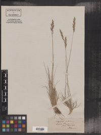 Agrostis setacea image