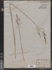 Image of Calamagrostis brevipilis