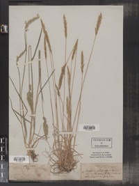 Trisetum spicatum image