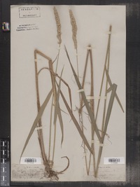 Phalaris arundinacea image