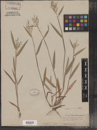 Dichanthelium oligosanthes var. scribnerianum image