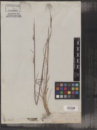 Andropogon virginicus image