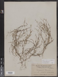 Image of Arenaria tenuior