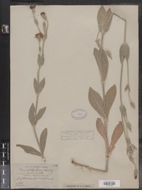 Lychnis coronaria image