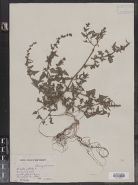 Atriplex patula image