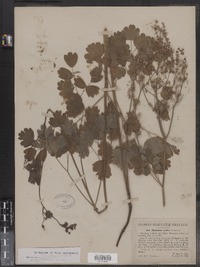 Thalictrum venulosum image