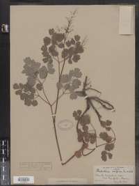 Thalictrum venulosum image