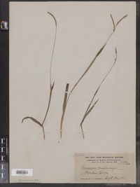 Paspalum setaceum image