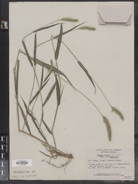 Setaria viridis image