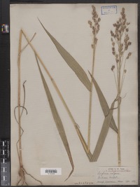 Sorghum bicolor ssp. bicolor image