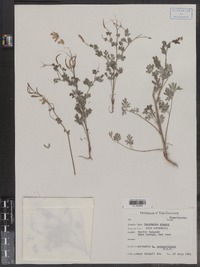 Corydalis glauca image
