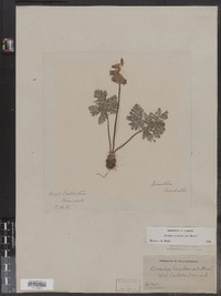 Dicentra cucullaria image