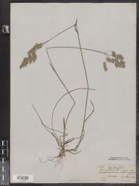 Poa pratensis image