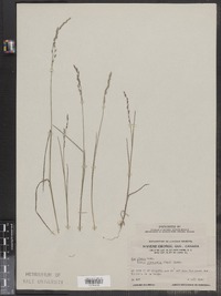 Poa glauca image