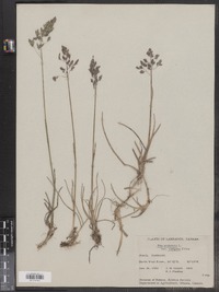 Poa pratensis image