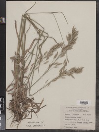 Bromus inermis image