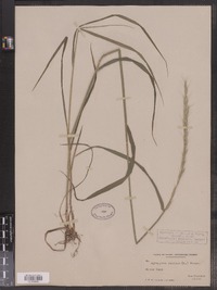 Elymus trachycaulus ssp. subsecundus image