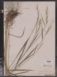 Hordeum patulum image