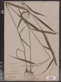 Hordeum patulum image