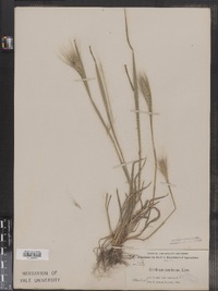Hordeum murinum ssp. leporinum image