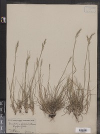 Danthonia spicata image