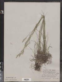 Danthonia spicata image