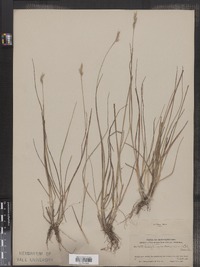 Danthonia decumbens image