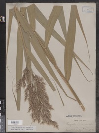 Phragmites australis image