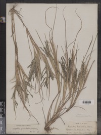 Leptochloa fusca ssp. fascicularis image