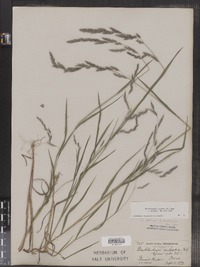 Muhlenbergia mexicana f. ambigua image